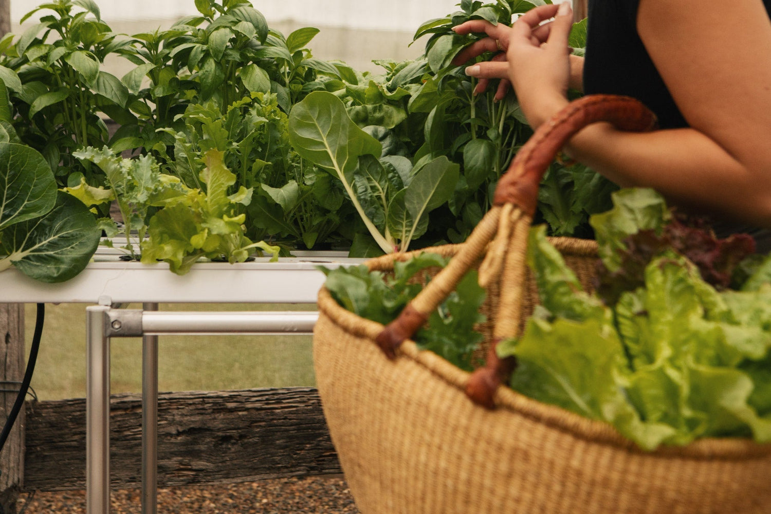 The 5 Biggest Myths About Hydroponic Gardening—Busted!