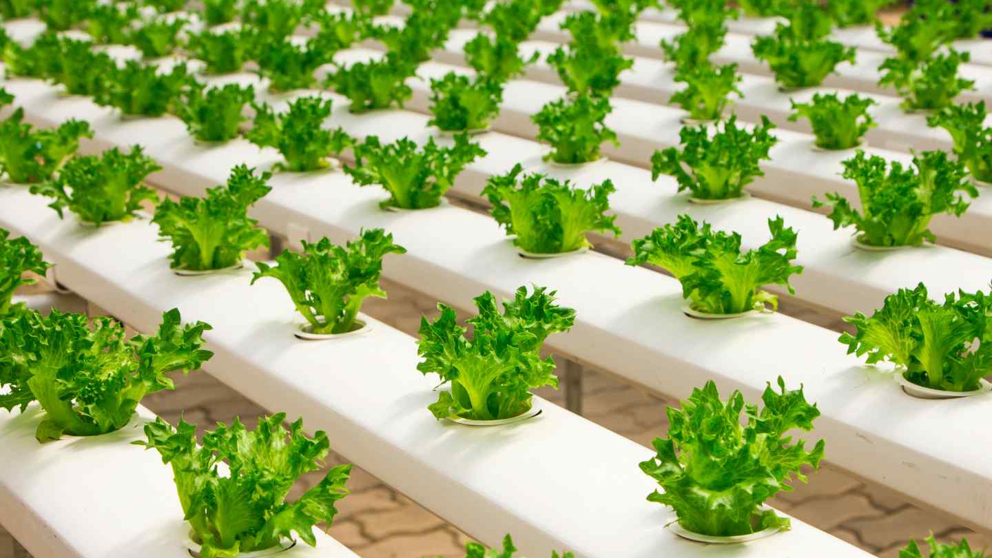 Why Hydroponic Gardening?